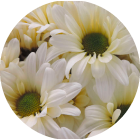 liberty-blooms-icon-daisies