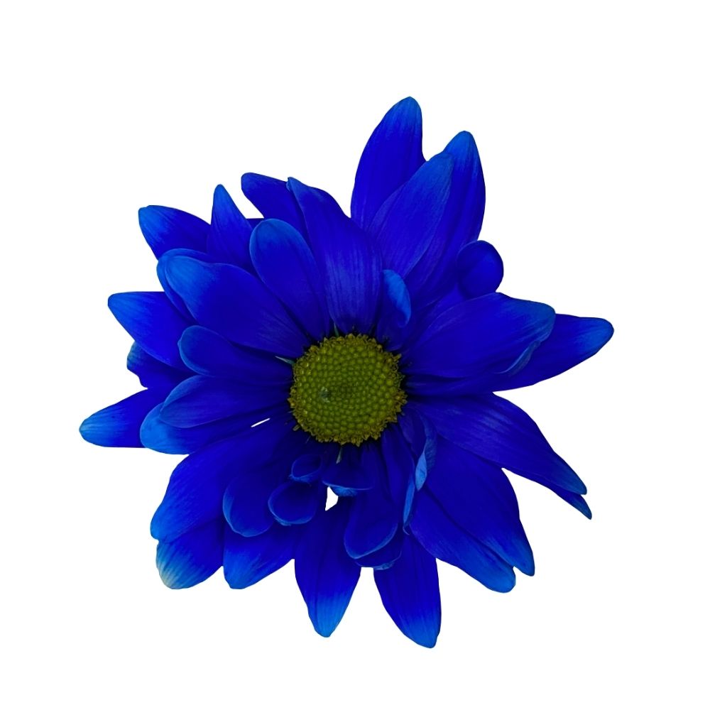 Dark Blue Neon Tinted Daisy Chrysanthemums Flower - Liberty Blooms